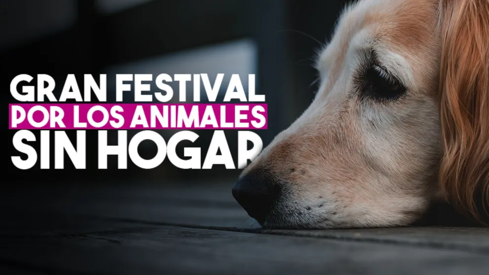 Realizarán un gran festival por los animales callejeros