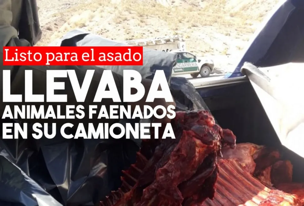 Circulaba con dos animales faenados en su camioneta