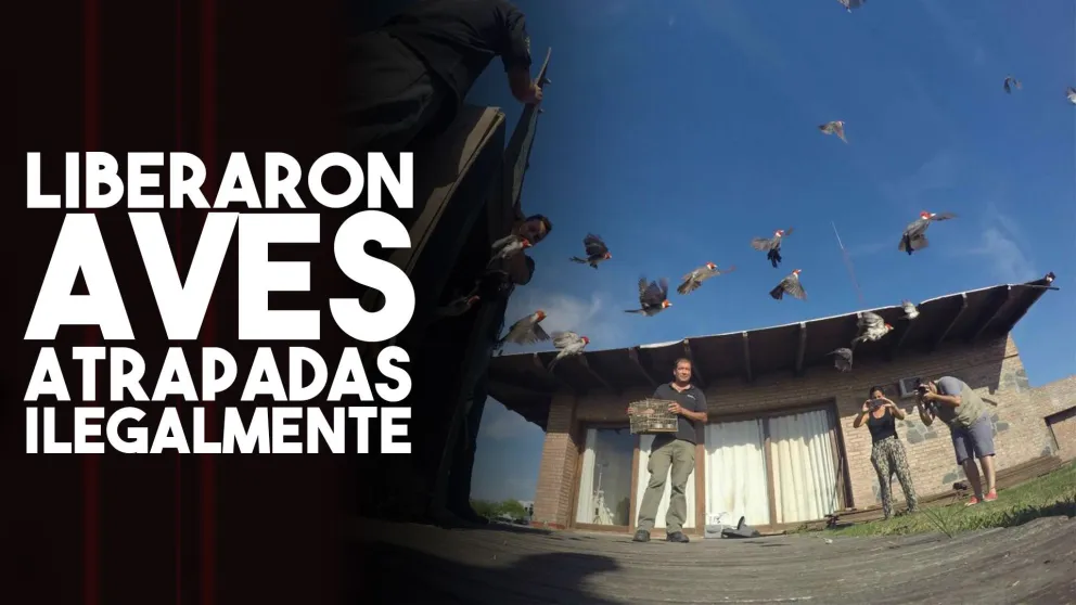 Liberaron aves capturadas y encerradas de manera ilegal