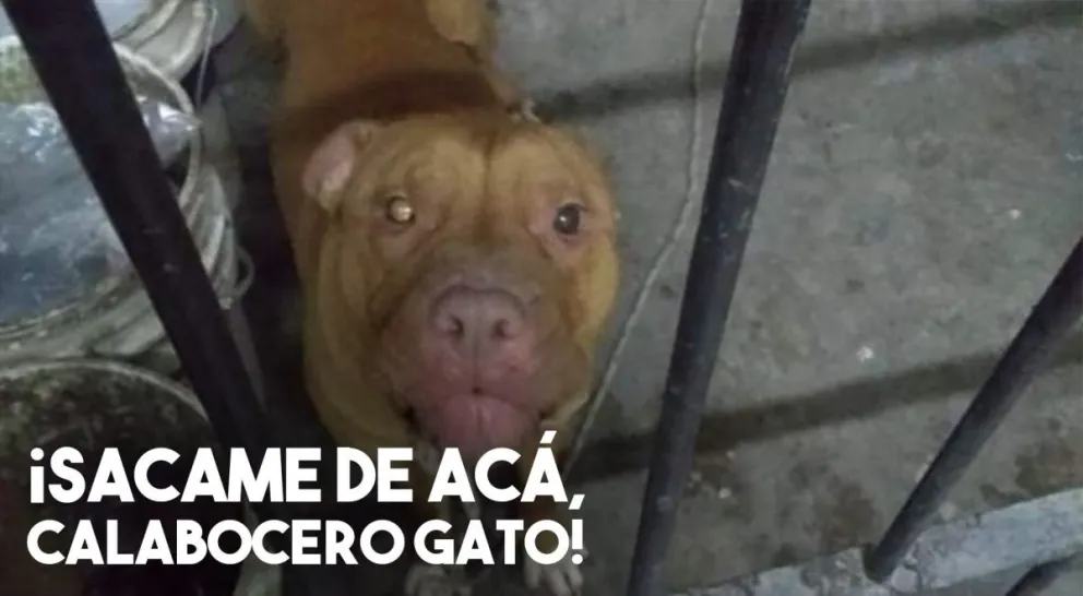 De no creer: un pitbull, "detenido" por la policía
