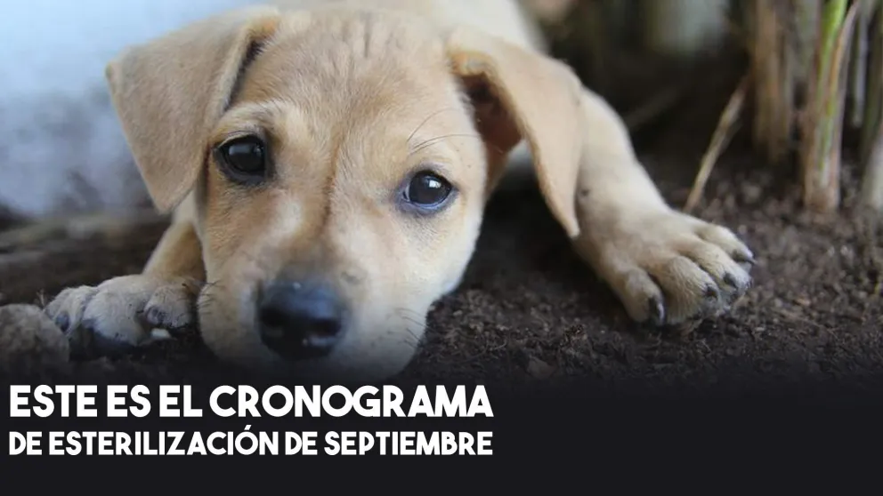 Conocé dónde podés esterilizar a tus animales