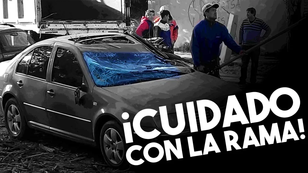 Por el viento, cayó una rama y le destruyó el auto