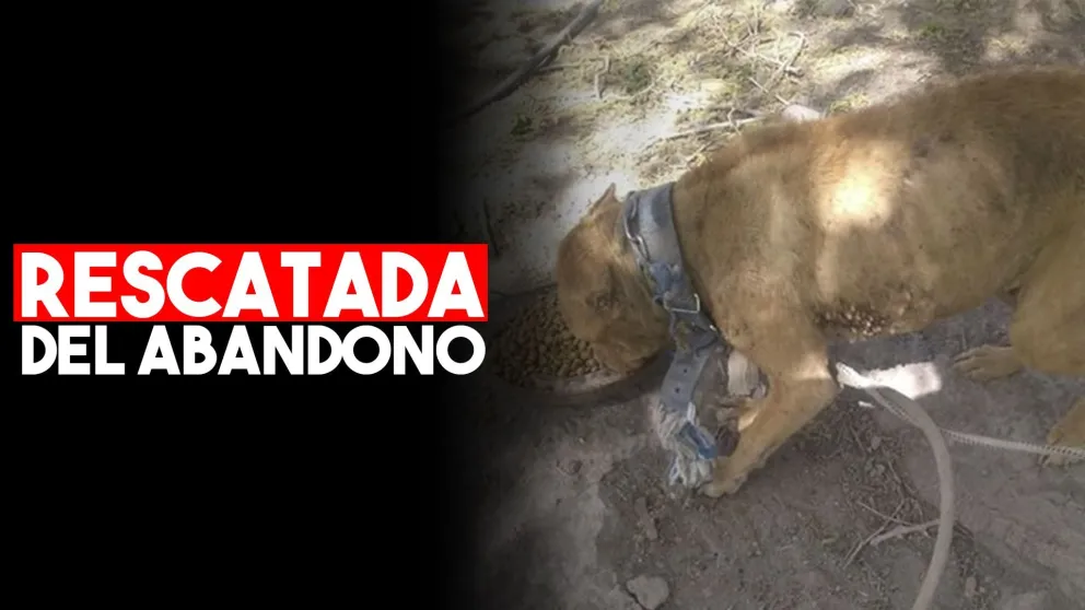 Piden ayuda para una perra rescatada del maltrato