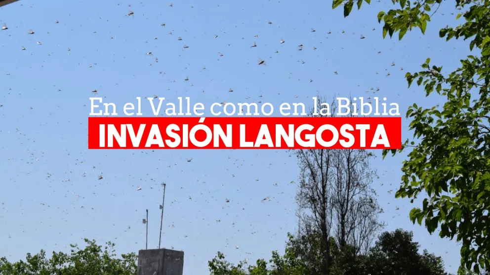 Alerta en Valle Fértil por una plaga de langostas