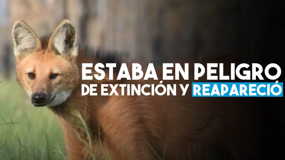 Reapareció un animal que estaba en peligro de extinción y lograron fotografiarlo