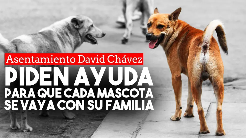 Proteccionistas piden colaboración para censar a los animales del asentamiento David Chávez