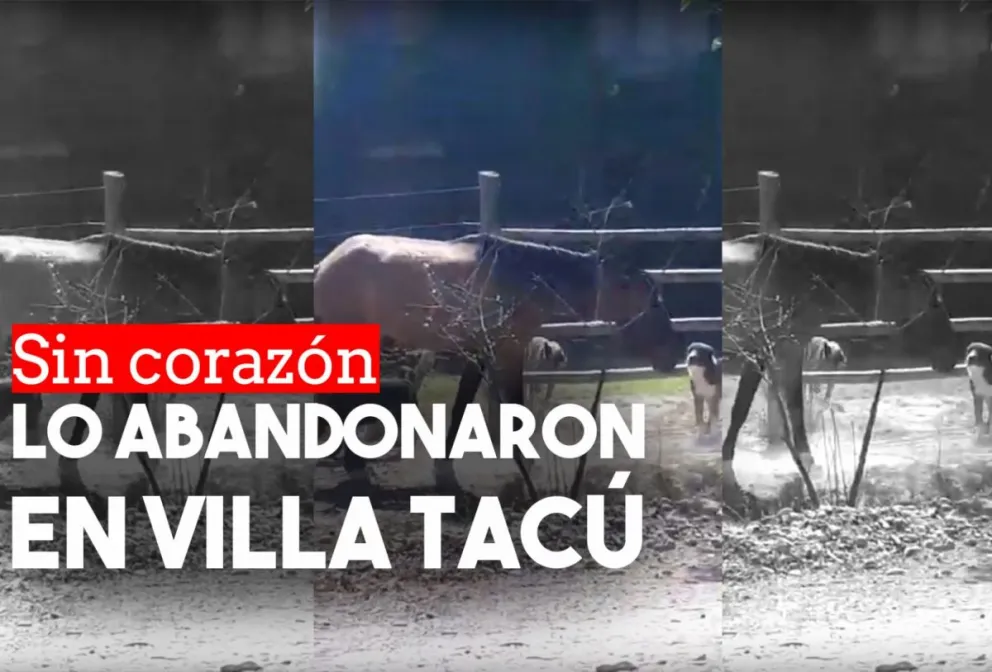 Denuncian que abandonaron un caballo en Villa Tacú