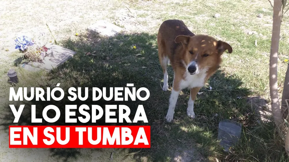 Murió su dueño y lo espera al lado de su tumba