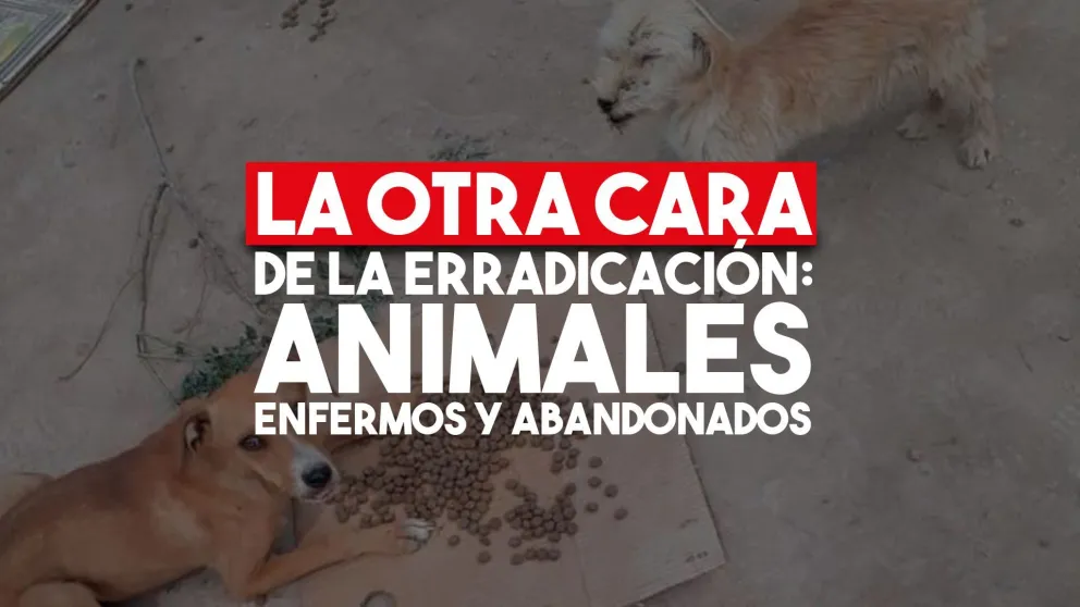 Después de la erradicación, muchos animales quedaron abandonados en el David Chávez