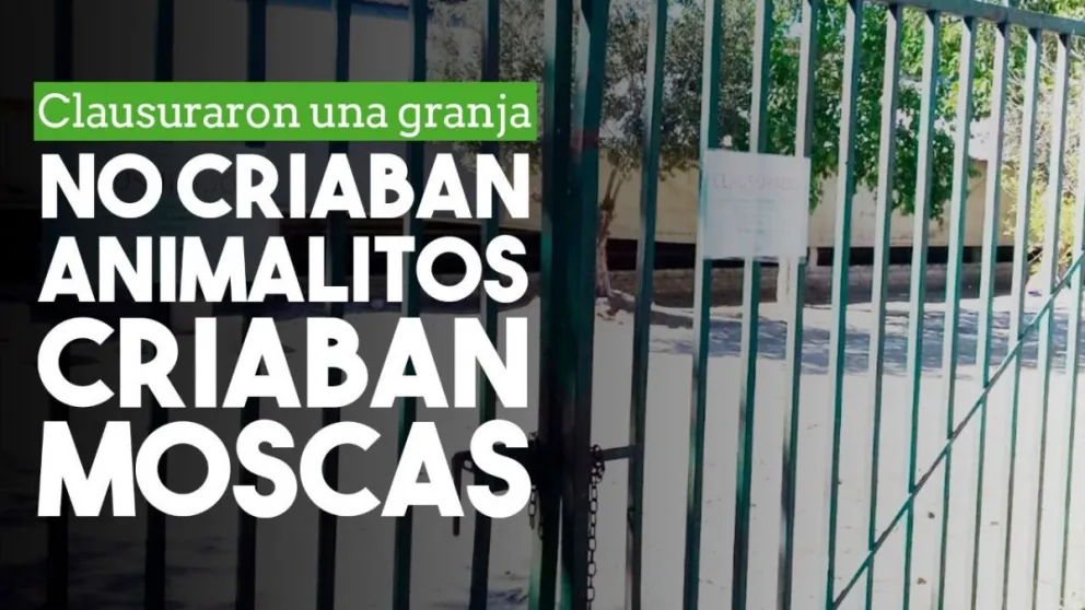 Clausuraron una granja porque estaba llena de moscas