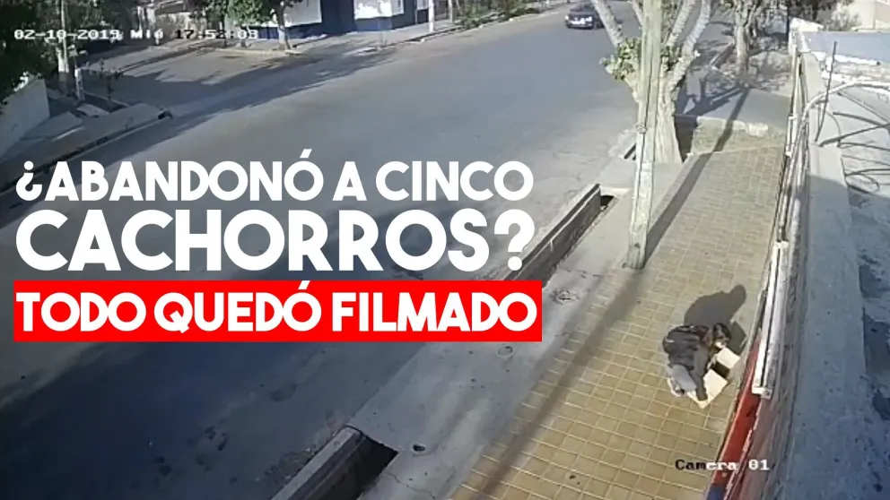 Escrachan a una mujer que habría abandonado a  5 perritos