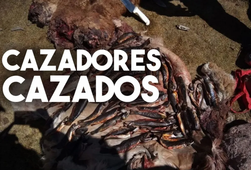 Cazadores despostaron tres guanacos y 54 truchas
