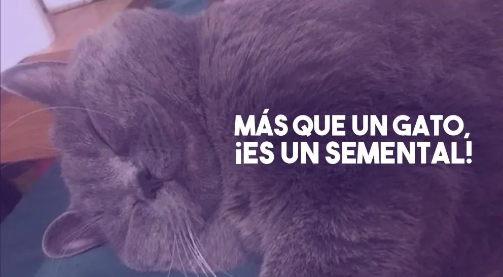 Felino picarón: un gato terminó internado tras tener sexo con cinco gatas en una noche
