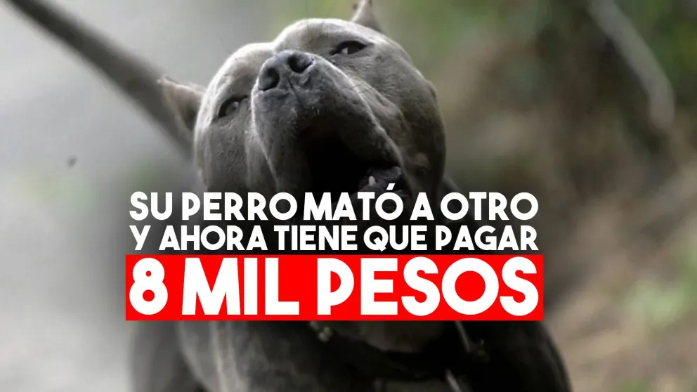 Un hombre deberá pagar 8 mil pesos porque su perro mató a otro