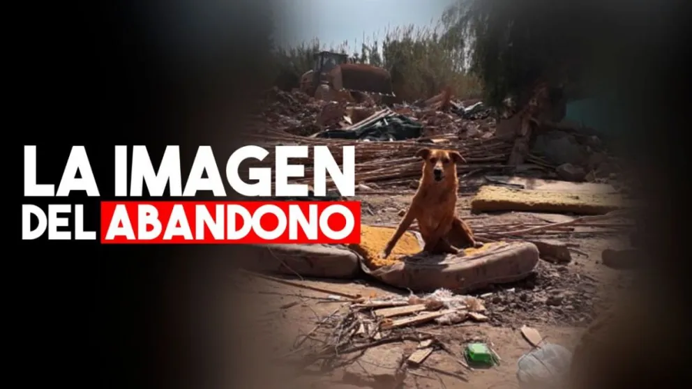 Todavía quedan animales sin hogar entre los escombros del Asentamiento David Chávez