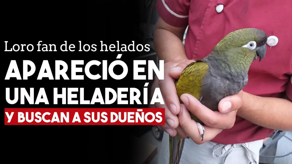 Un loro apareció en una heladería y buscan a sus dueños