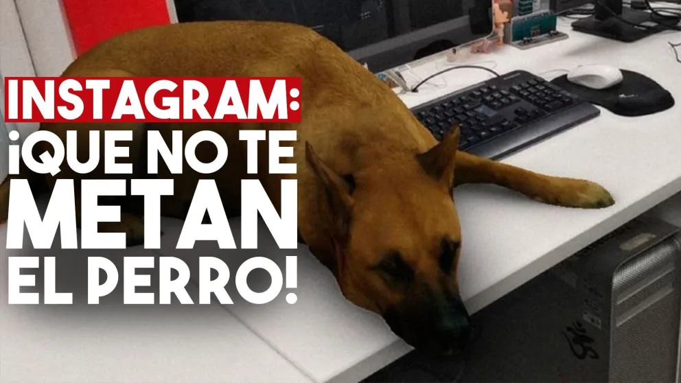 Cómo bajar el filtro "del perro" y hacer bromas con el celu