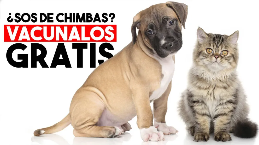 Vacunación gratuita de mascotas en Chimbas