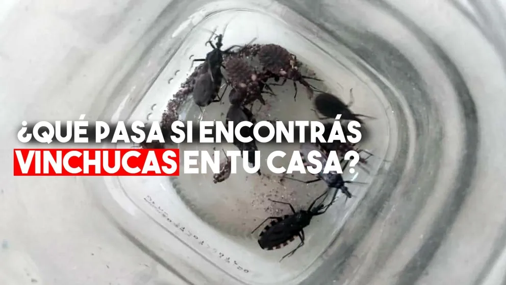 Chagas: ¿qué tenés que hacer si encontrás vinchucas en tu casa?
