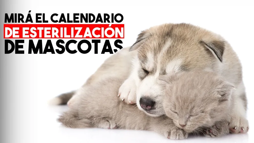 Calendario de esterilización de mascotas en noviembre