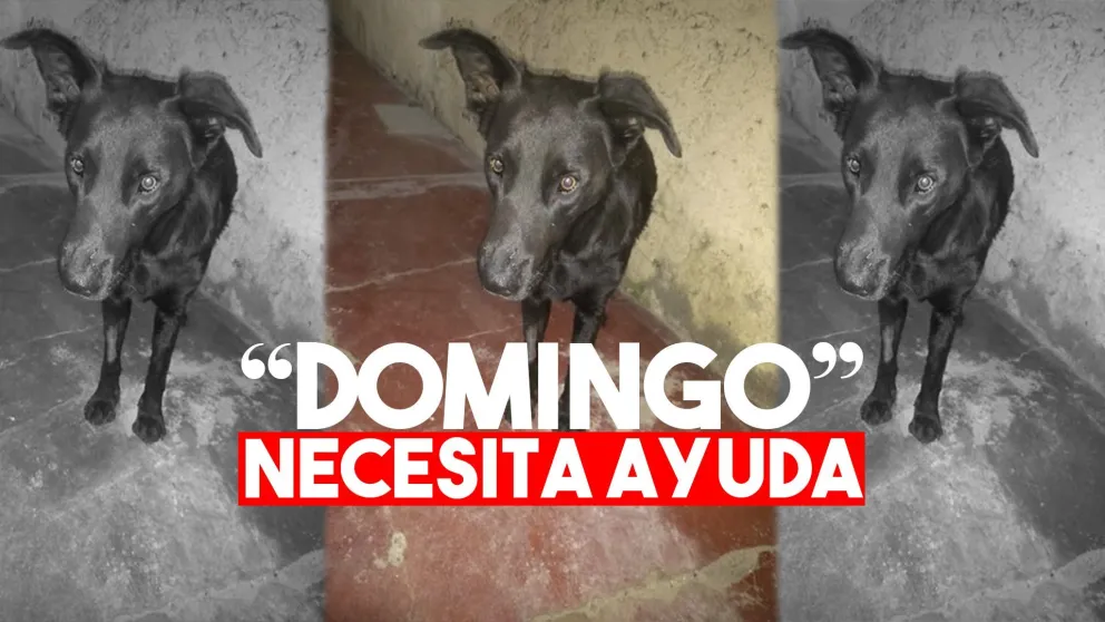 Piden ayuda para Domingo, un perro rescatado