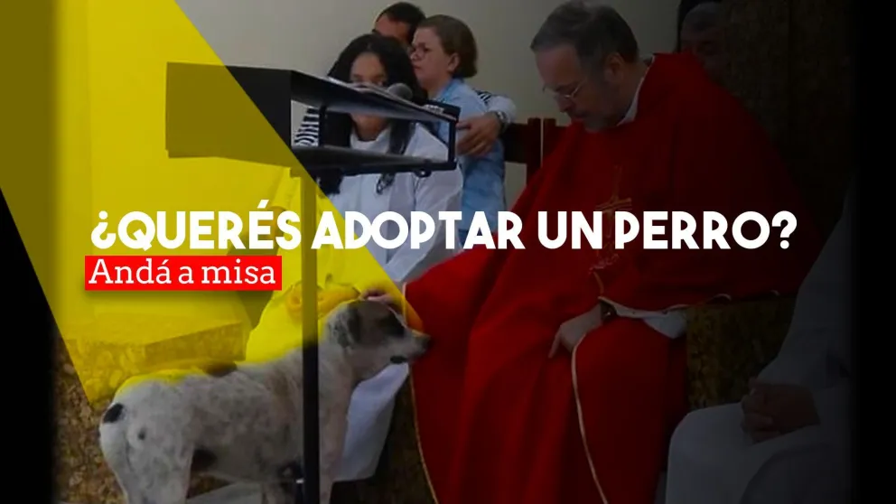 Un cura lleva perros callejeros a las misas para que los adopten