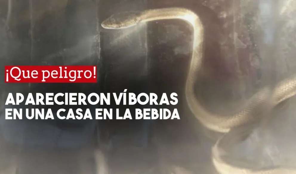 Aparecieron víboras y los vecinos piden seguridad