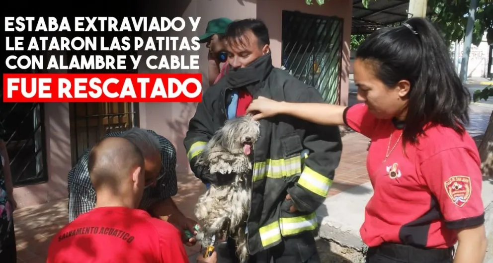 Rescataron a un perro extraviado: estaba debajo de un puente maltratado