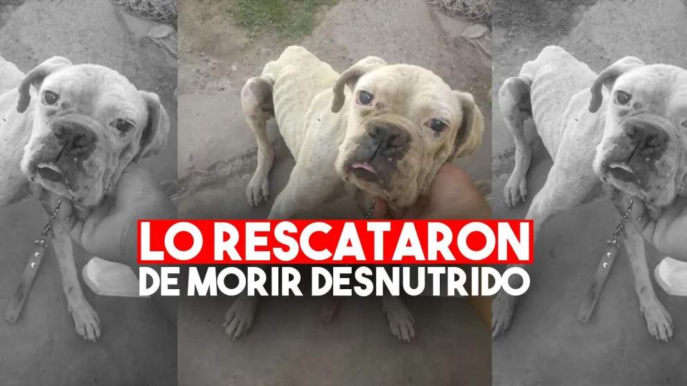 Proteccionistas recibieron una denuncia por maltrato y cuando llegaron se encontraron con lo peor