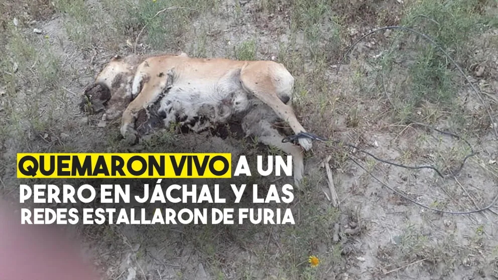 Ataron y quemaron vivo a un perro en Jáchal
