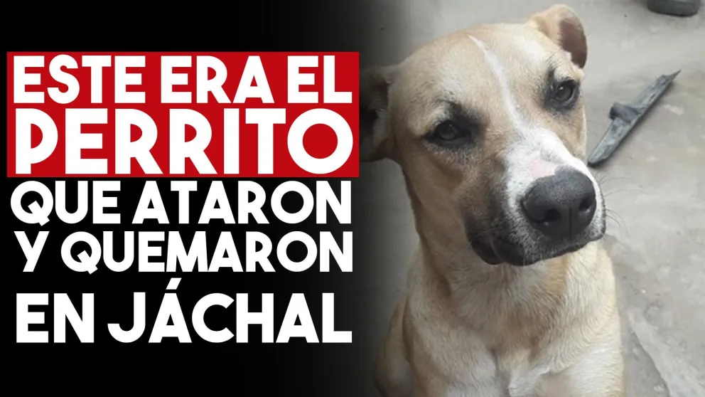 En las redes sociales mostraron fotos del perro que quemaron vivo y cómo lo querían