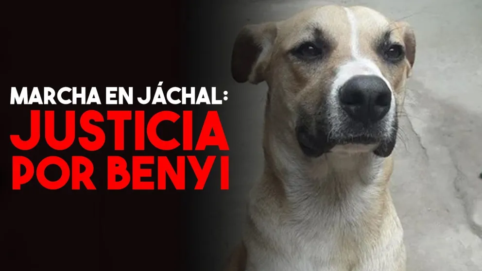 Marcharán por el perro que fue atado y quemado vivo en Jáchal