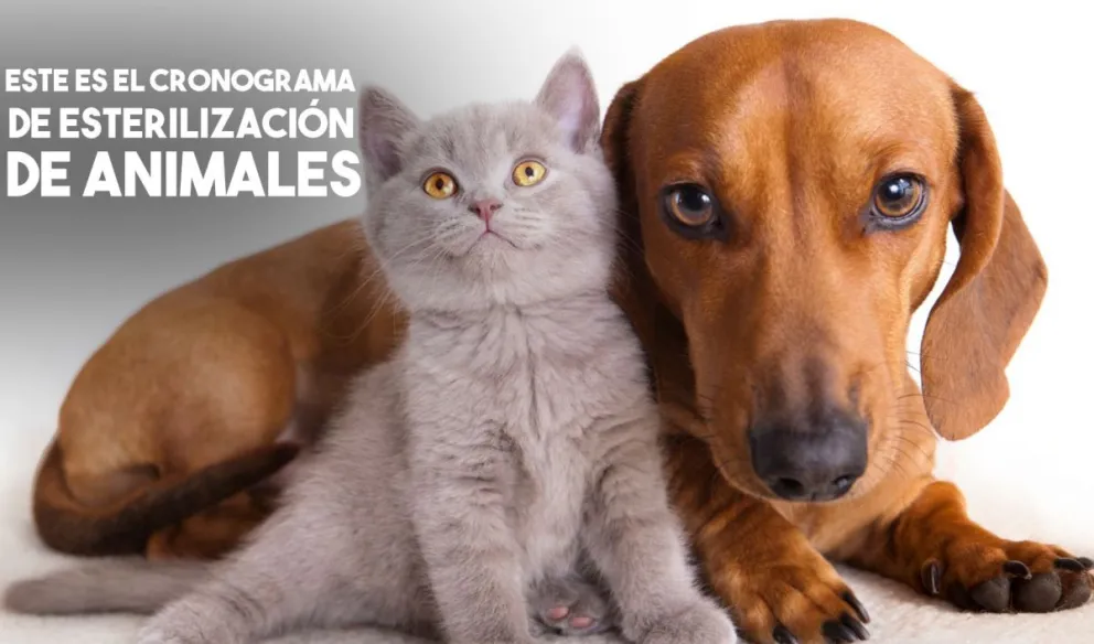 Mirá donde van a estar los quirófanos de esterilización de animales hasta los primeros días de diciembre