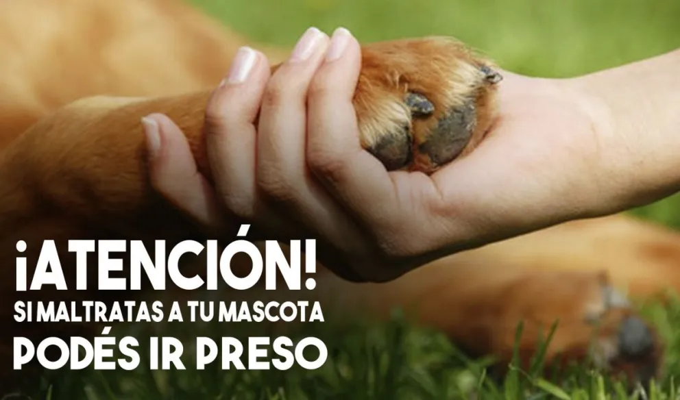 San Juan tendrá un régimen de protección, bienestar y tenencia responsable de los animales