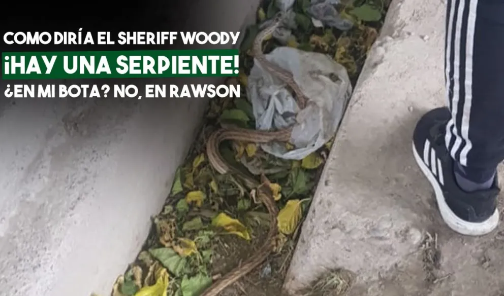 Pánico en Rawson: Encontraron una víbora de un metro a metro y medio de largo