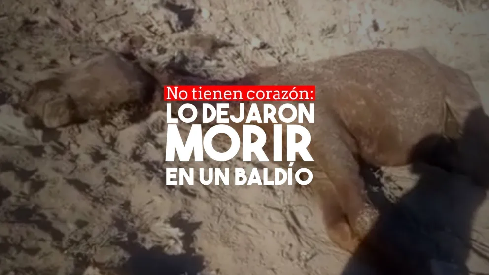 Crueldad: dejaron morir a un caballo malherido en Caucete