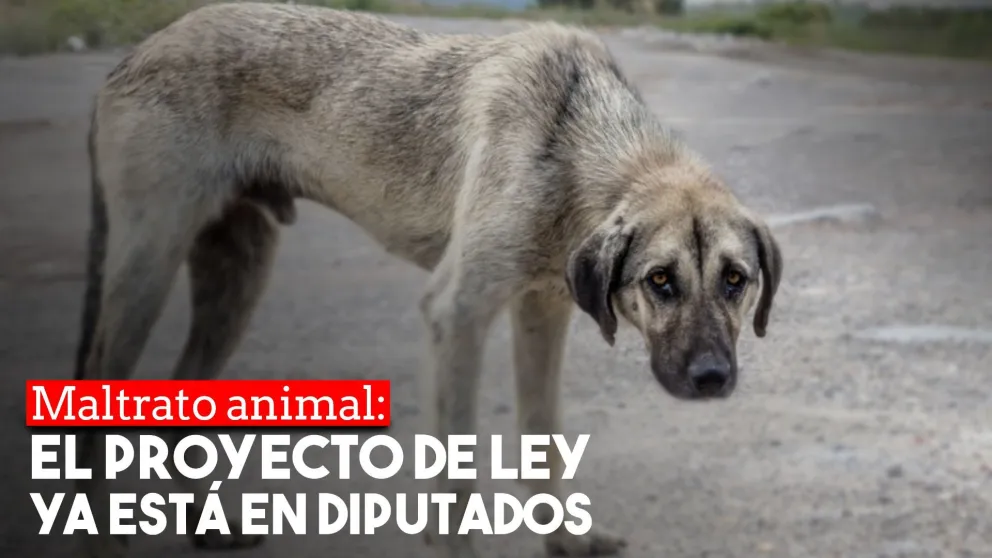 Presentaron el proyecto de ley de protección animal y tenencia responsable