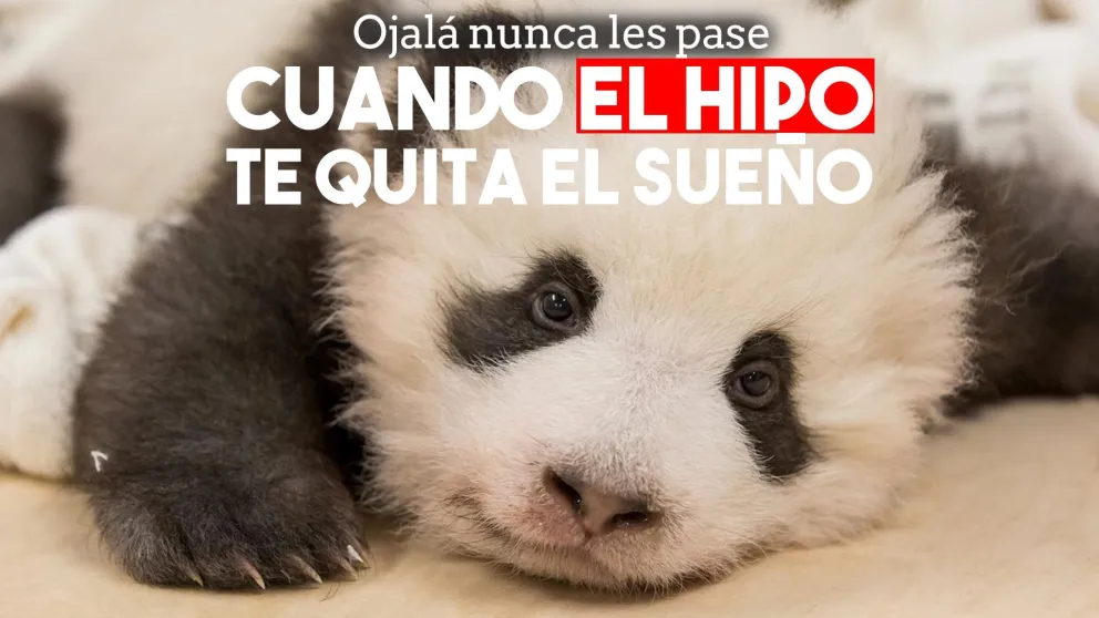 Un ataque de hipo, el peor enemigo de un bebé panda