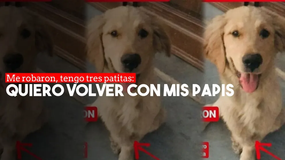 Les robaron a su perro de tres patas y lo buscan desesperadamente