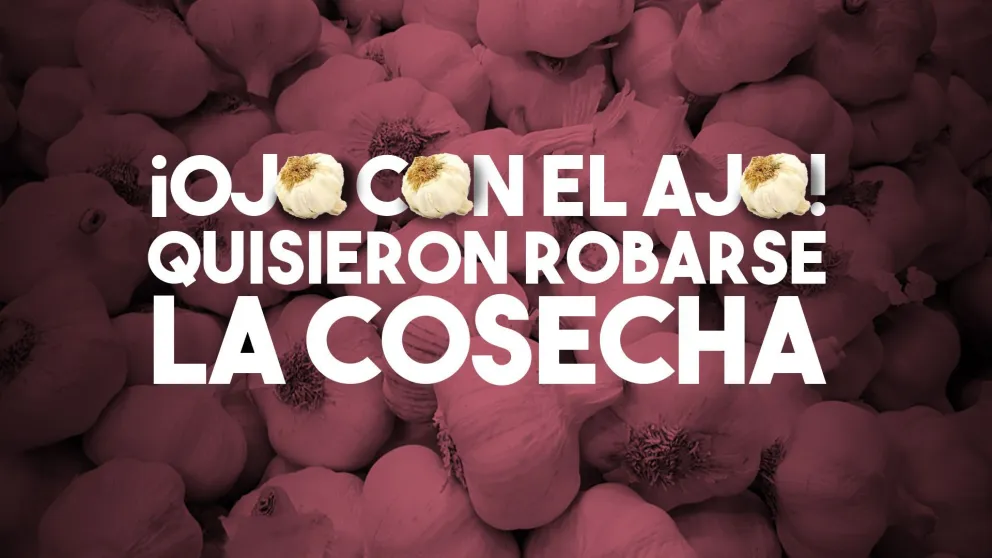 Entraron a una finca y robaron ajos