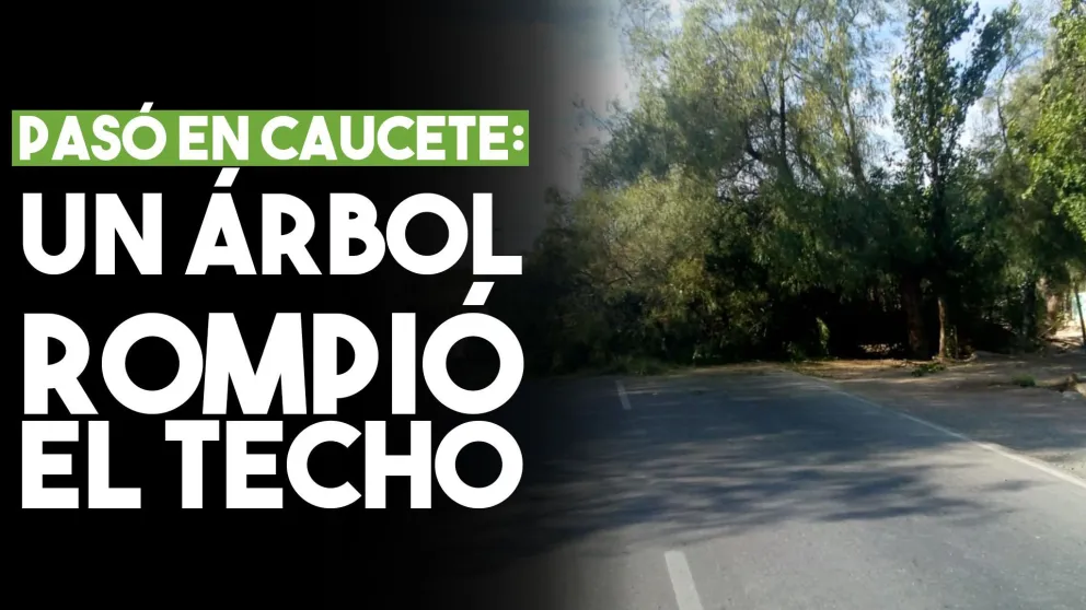Un árbol se cayó en un barrio de Caucete y terminó con un techo destruido
