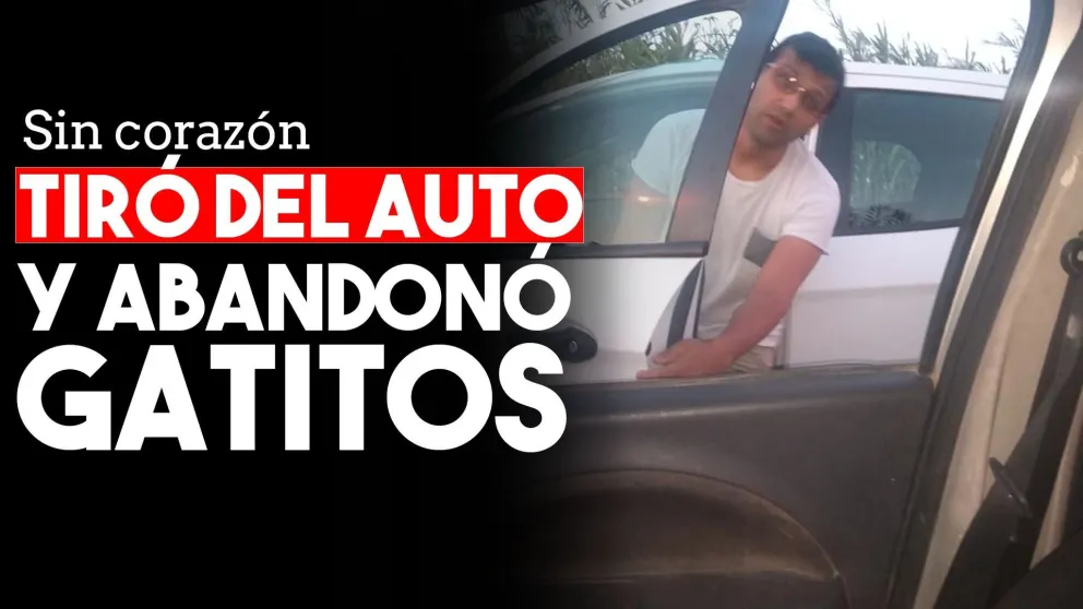 Escracharon en las redes a un hombre que tiró gatos y los abandonó