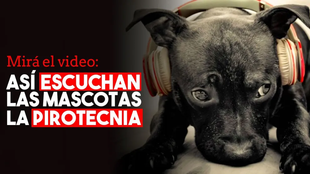 Una campaña muestra qué sienten las mascotas cuando escuchan fuegos artificiales