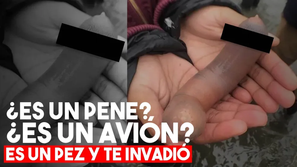 Millones de peces "pene" invadieron una playa en California