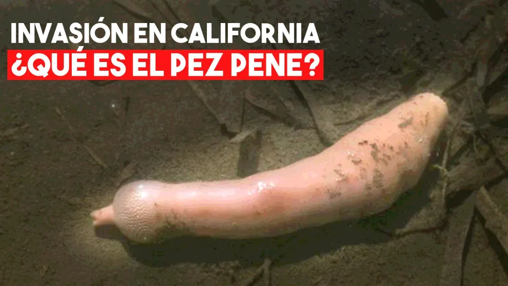 Qué es el “pez pene”, la especie que invadió una playa cercana a Baja California