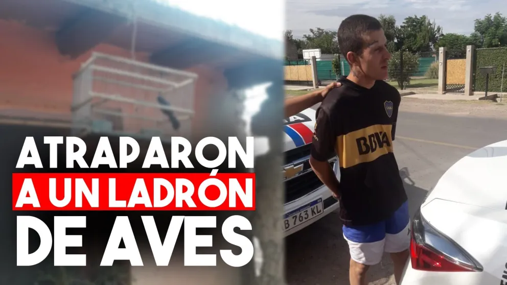 Escaló la medianera de una casa para robarse un pájaro