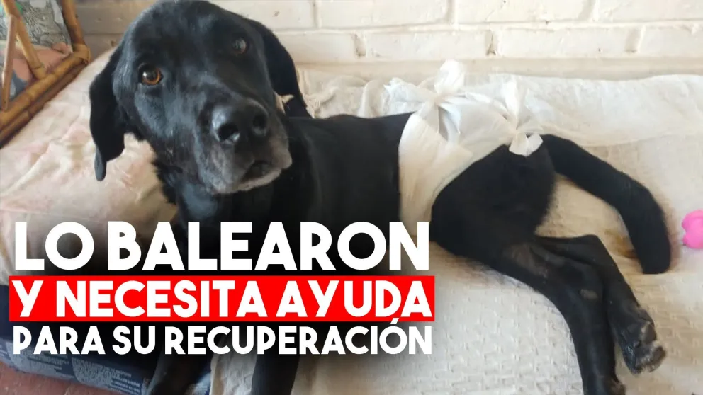 Quisieron matarlo de un tiro, sobrevivió y necesita ayuda para recuperarse