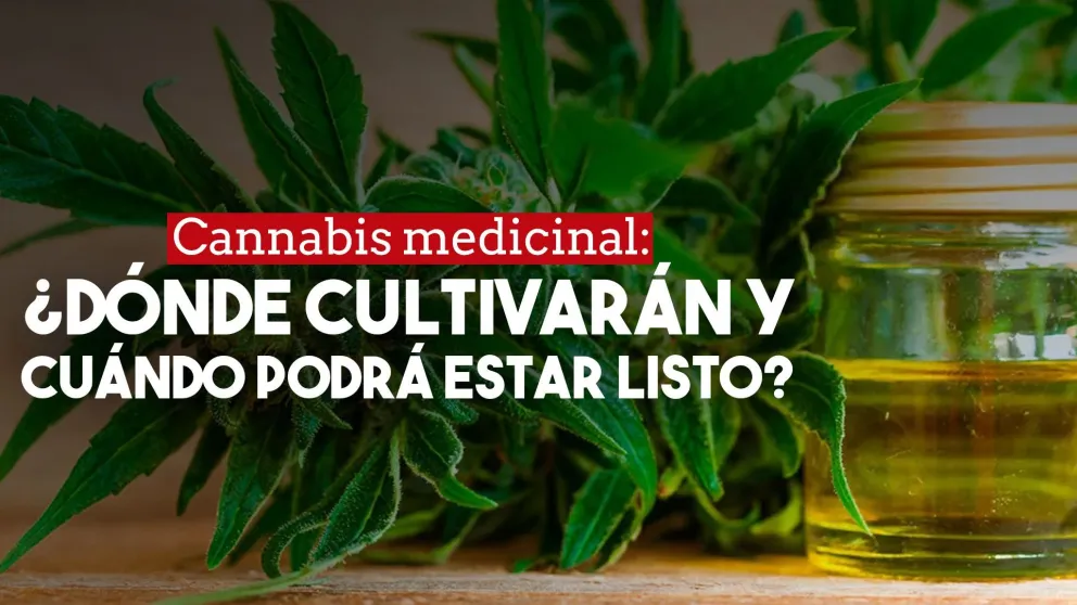 Seleccionaron el terreno para cultivar cannabis: ¿cuándo se podrá usar en medicina?