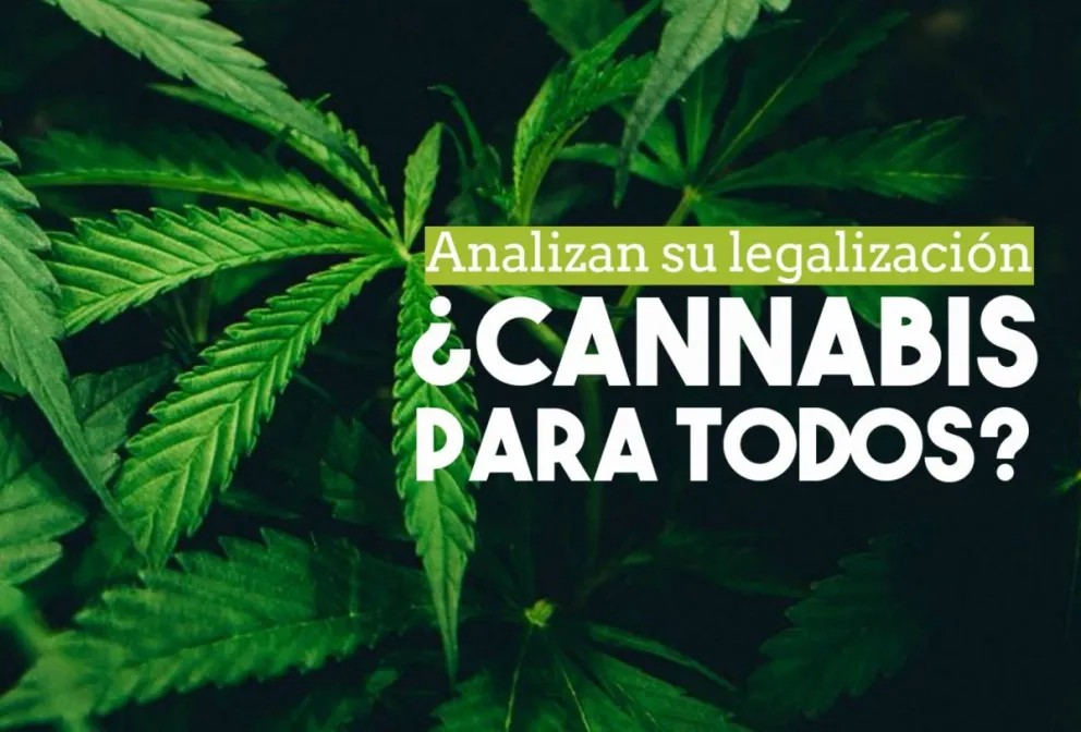 La Ministra de Seguridad habló de la "regulación" del consumo de cannabis