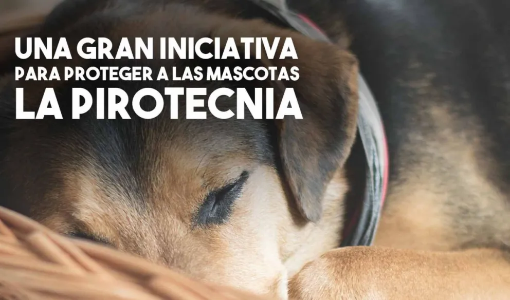 National Geographic realizará un programa especial para que las mascotas no sufran con la pirotecnia